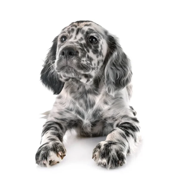 Welpen Englisch Setter — Stockfoto