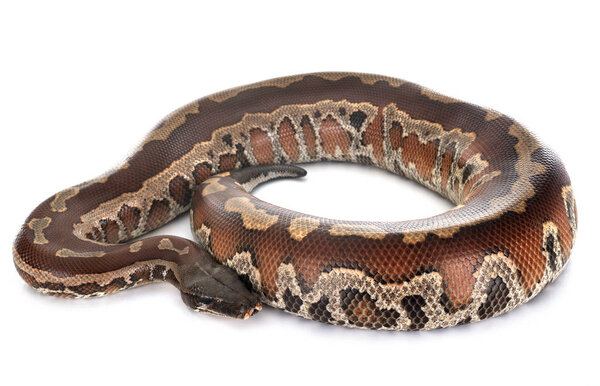 Python brongersmai в студии
