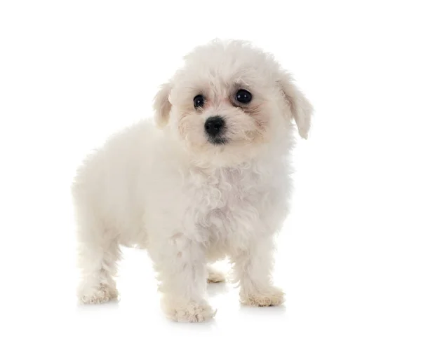 Bichon frise im studio — Stockfoto