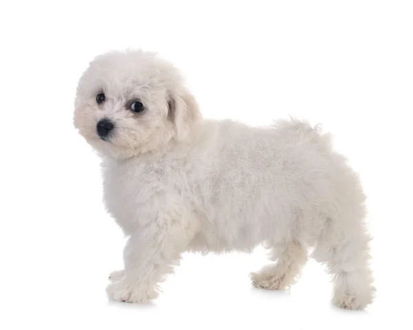 Bichon Frise în studio — Fotografie, imagine de stoc