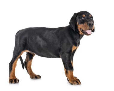  köpek doberman Pinscher 