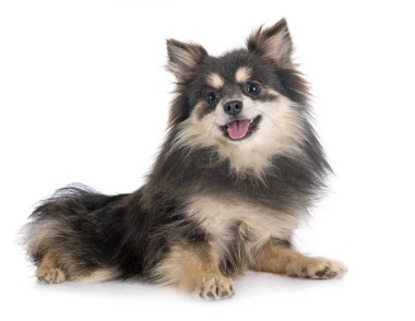 stüdyoda genç pomeranian