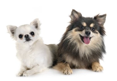 genç pomeranian ve chihuahua