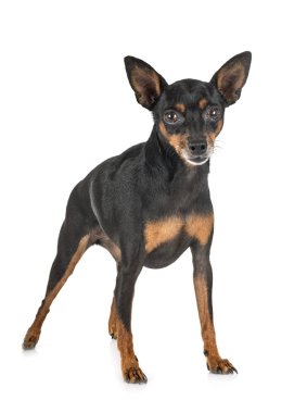 stüdyoda minyatür pinscher