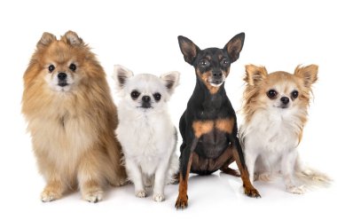 littles köpekler