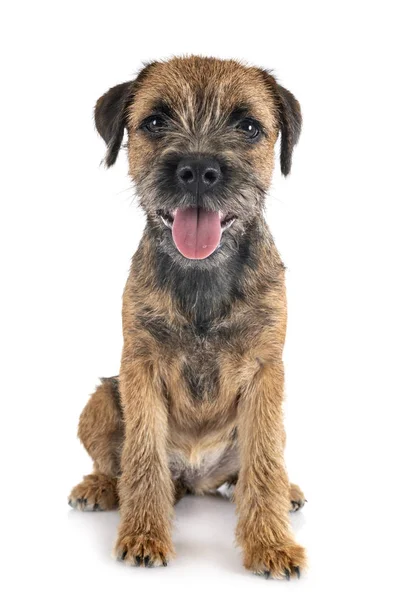 Junger Border Terrier — Stockfoto