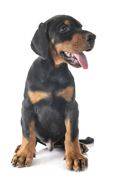 Puppy Doberman Pinscher — Stockfoto