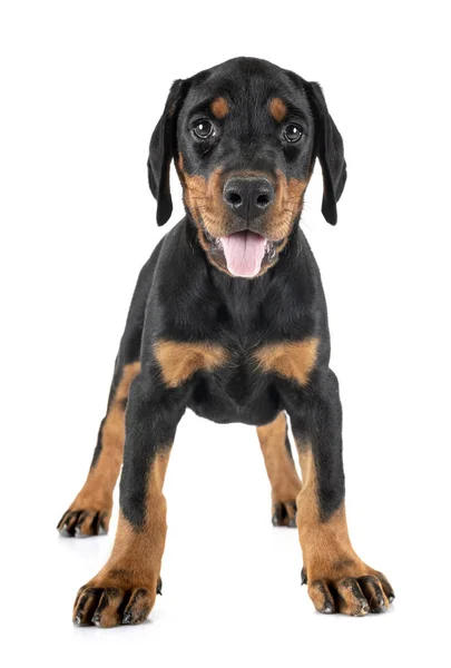 Szczeniak Doberman Pinscher — Zdjęcie stockowe