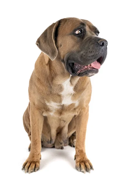 Volwassen Cane Corso — Stockfoto