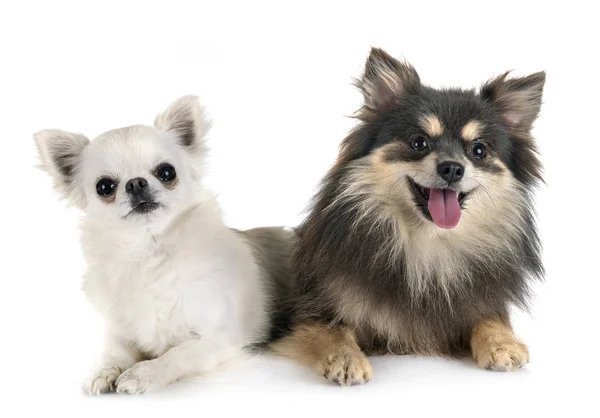 Mladý Pomořan a Chihuahua — Stock fotografie