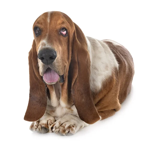 Basset hound in studio — Stock Photo, Image