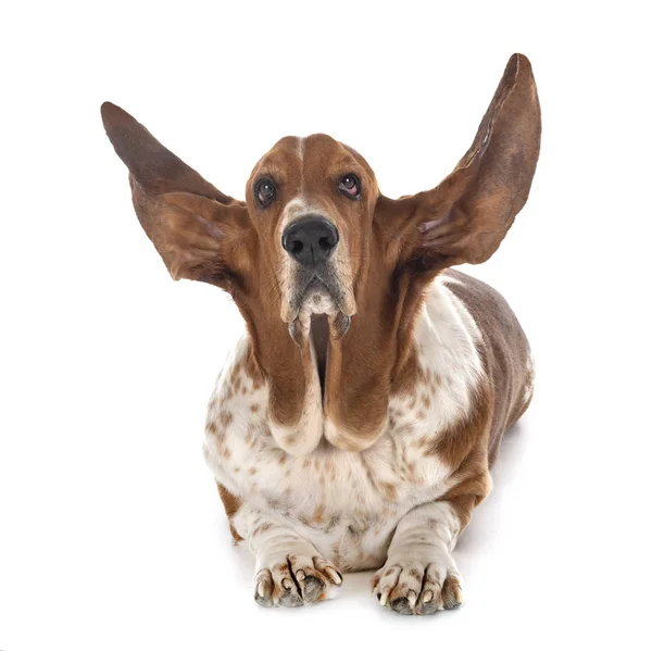 Basset hound in studio Royalty Free Stock Images