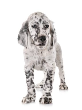 yavru İngiliz Setter