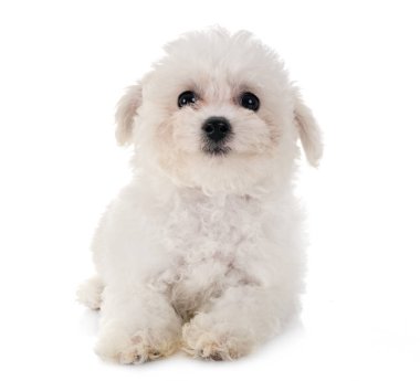 Bichon frise Studio