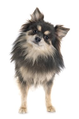 stüdyoda genç pomeranian