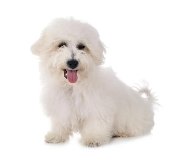 Bichon frise 스튜디오에서 — 스톡 사진