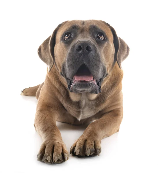 Volwassen Cane Corso — Stockfoto