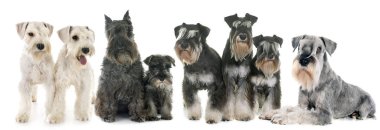 grup Schnauzer