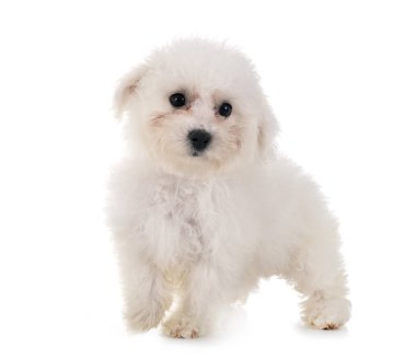 Bichon frise Studio