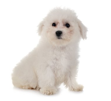 Bichon frise Studio