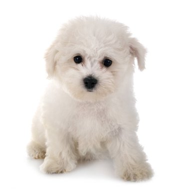 Bichon frise Studio