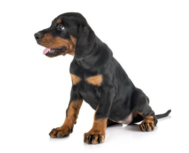  köpek doberman Pinscher 