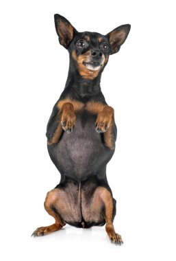stüdyoda minyatür pinscher