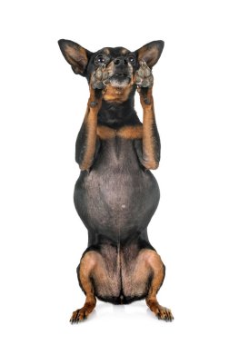 stüdyoda minyatür pinscher