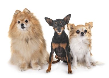 littles köpekler