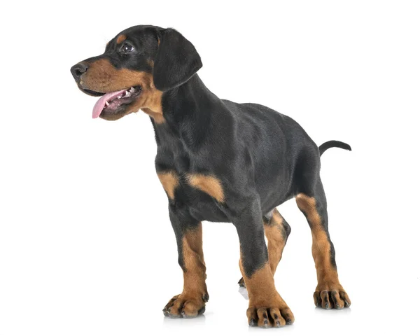 Köpek doberman Pinscher — Stok fotoğraf