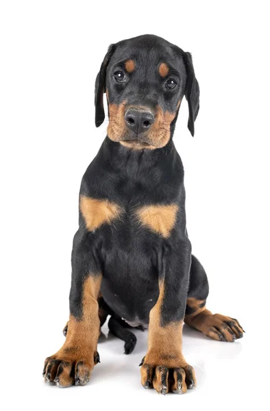 Kölyök Doberman Pinscher — Stock Fotó