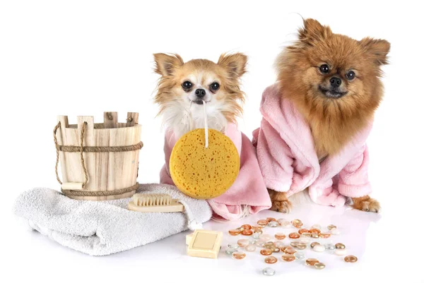 Pomeranian och chihuahua — Stockfoto