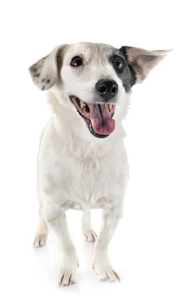 Jack russel terrier — Stock Photo, Image