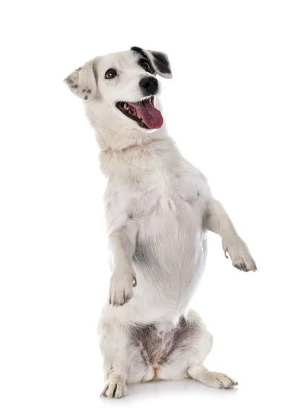 Jack russel teriér — Stock fotografie