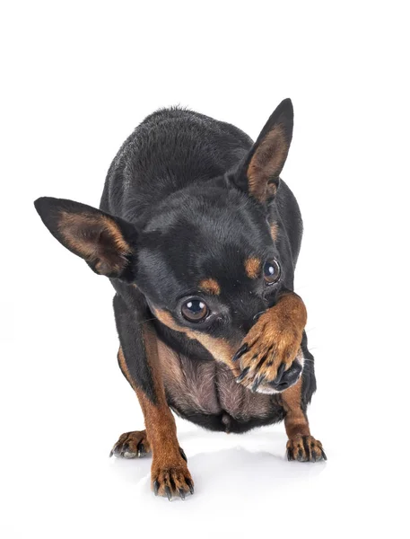 Pinscher em miniatura em estúdio — Fotografia de Stock