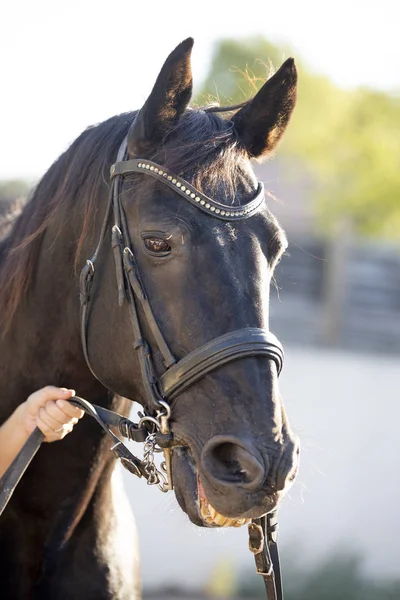 Black stallion outdoors — Stock Photo, Image