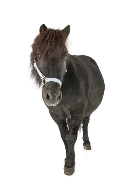 Caballo en miniatura en el estudio — Foto de Stock