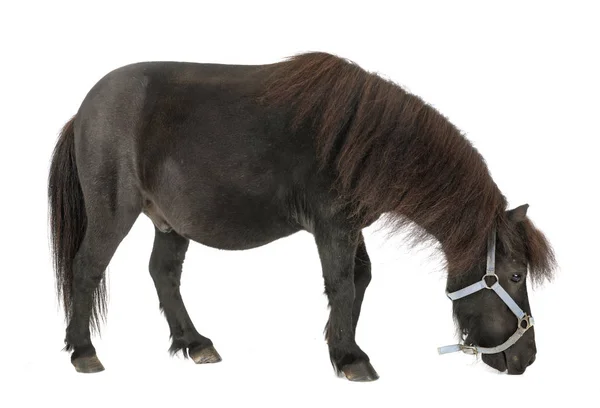 Миниатюрная лошадь в студии — стоковое фото