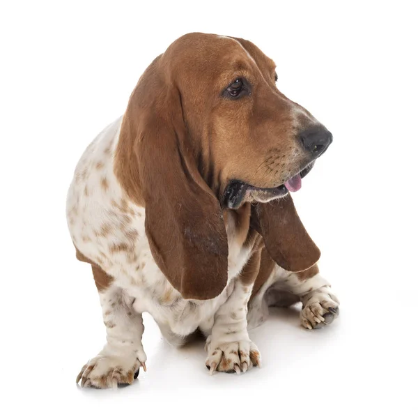 Basset Hound i studion — Stockfoto