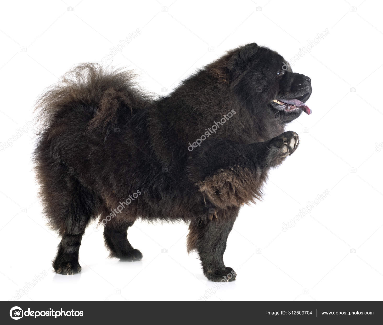 Newfoundland chow best sale