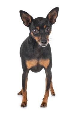 stüdyoda minyatür pinscher