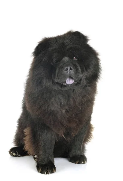 Black chow chow — ストック写真