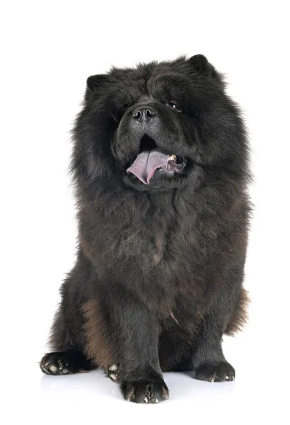 Nero chow chow — Foto Stock