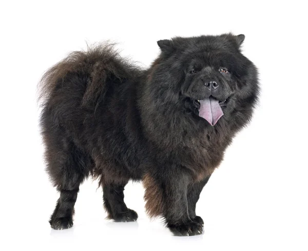 Negro chow chow —  Fotos de Stock