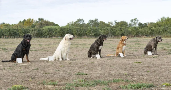 Formation à l'obéissance — Photo