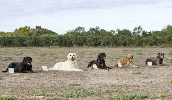 Formation à l'obéissance — Photo