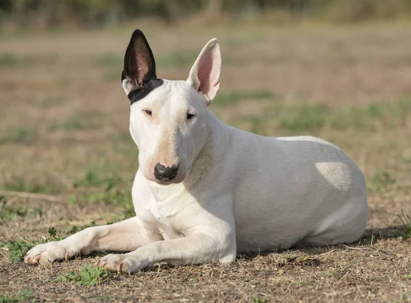 Terrier touro branco — Fotografia de Stock