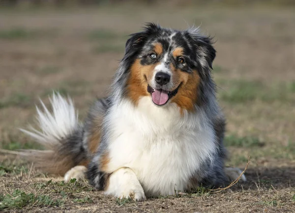 Tricolor australischer Schäferhund — Stockfoto