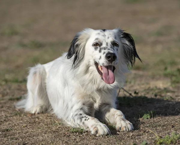 English setter in nature — Stock Photo, Image