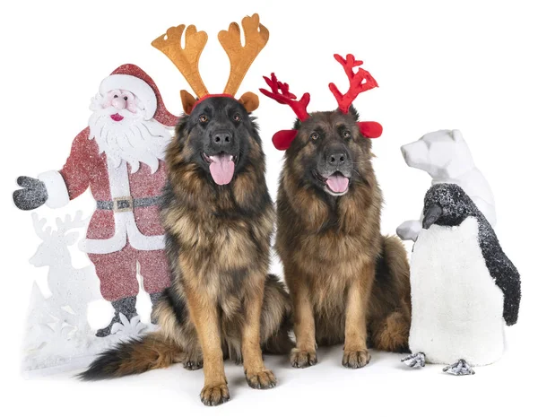 Deutsche Schäferhunde und Weihnachten — Stockfoto